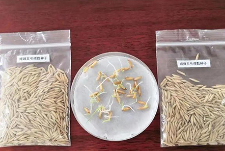 和嫦娥五號一起“上天”的水稻種子發(fā)芽了！