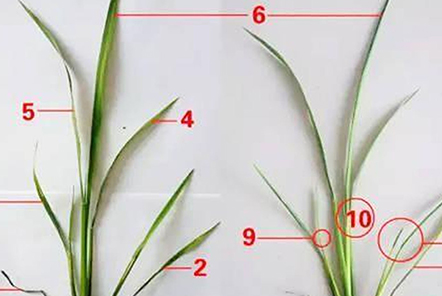 水稻7個(gè)葉是什么意思？