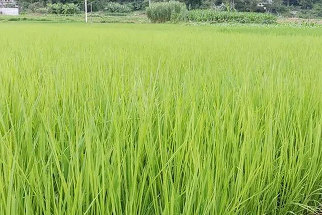 水稻苗徒長(cháng)跟種子有關(guān)嗎？水稻苗徒長(cháng)原因有3種，應對癥采取措施